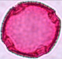 triodanis